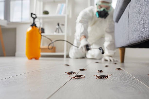 Post-Treatment Bed Bug Interceptor Monitoring in Connell